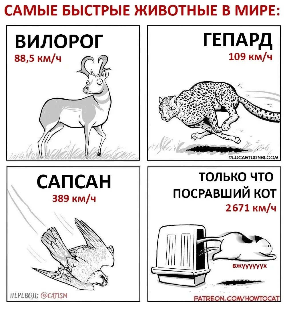 Мемы про животных. Мемы про зверей с надписями. Скорость разных животных. Смешные мемы про животных.