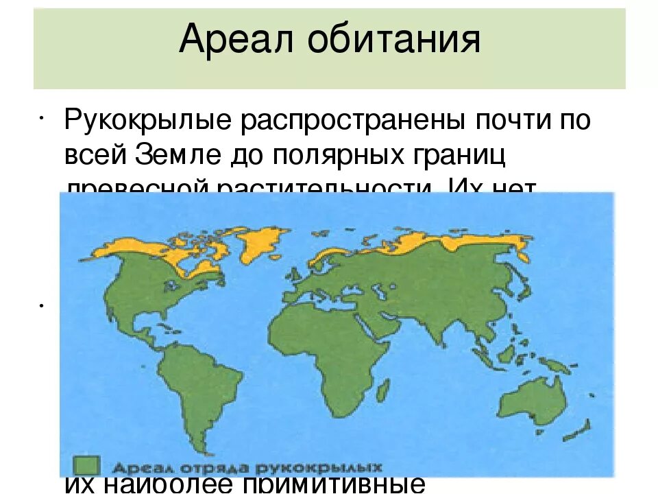 На каком материке россия. Ареал рукокрылых. Место обитания рукокрылых. Карта распространения рукокрылых. Ареал обитания рукокрылых.