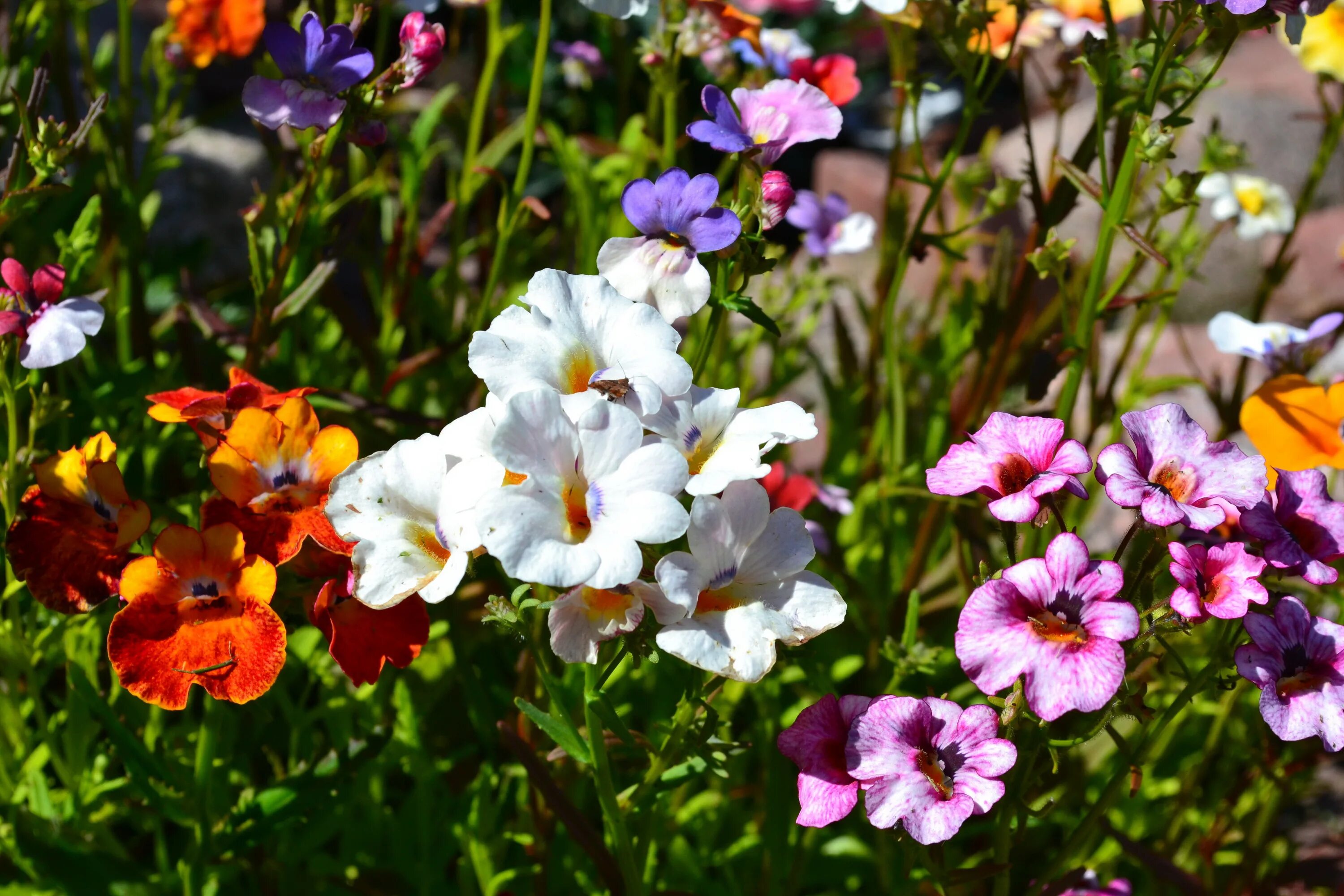 NEMESIA GALAXY BICOLOR MIX 1100 SEEDS - Nemesia strumosa grandiflora - eBay
