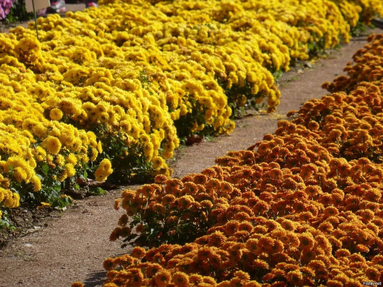 Хризантема низкорослая многолетняя. Хризантема мультифлора алиса. Хризантема мультифлора шаровидная клумба. Хризантема кустовая садовая. Дубки шаровидные хризантемы.