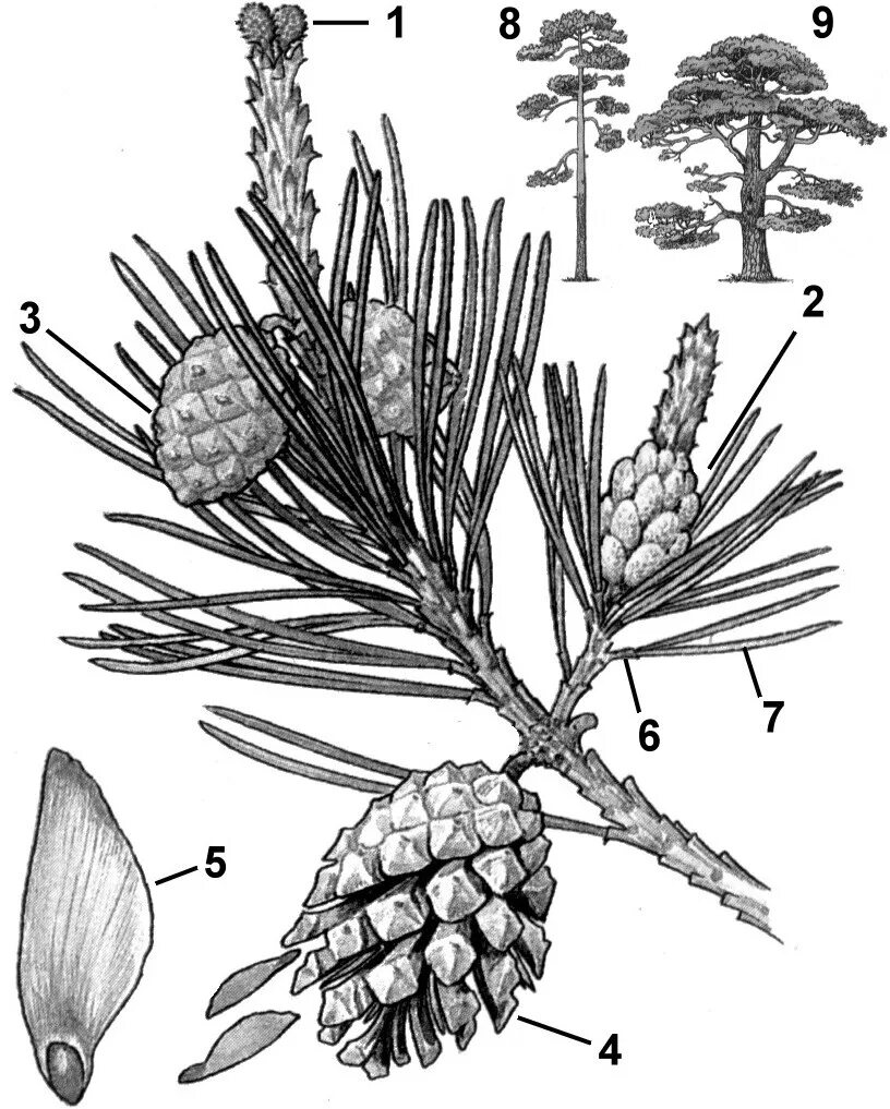 Хвойные растения части растений. Голосеменные сосна обыкновенная. Хвойные Голосеменные сосна обыкновенная. Голосеменные растения побег сосны. Строение шишек голосеменных растений.