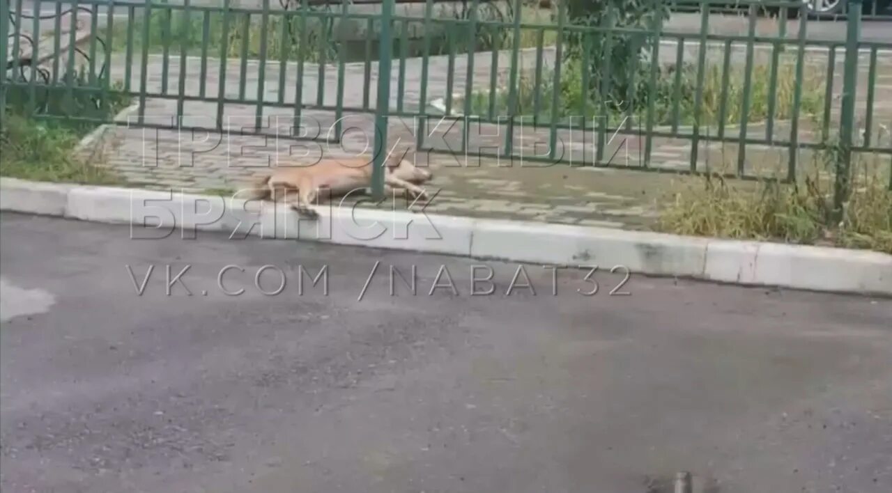 Убийство бездомных животных. Собачья отрава на улице. Травля без собаки. Травля без собаки. Убить собаку догхантеры.