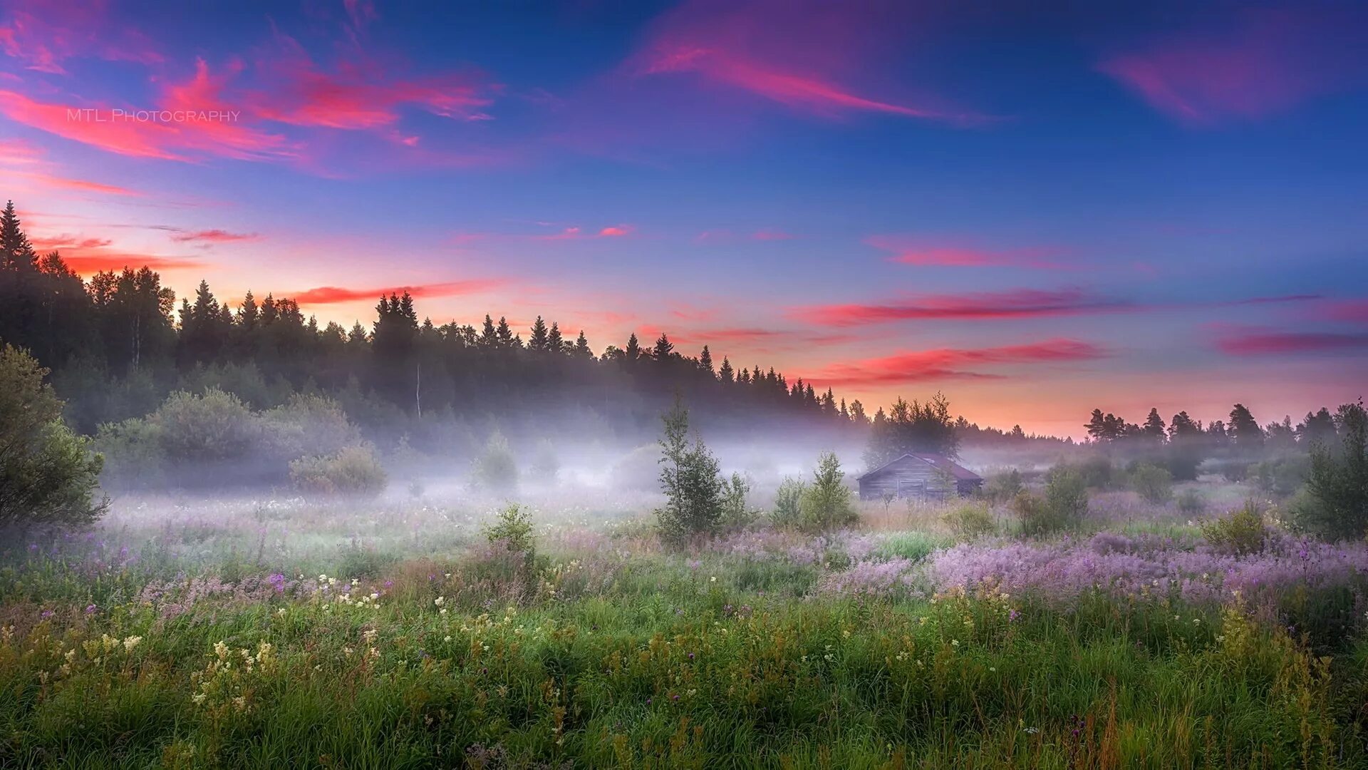 Лес туман лето. Утренний туман. Пейзаж. Душевные пейзажи. Природа рассвет.