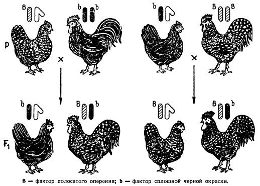 Доминантные признаки у кур. Наследование окраски оперения у кур. Наследование сцепленное с полом у птиц. Сцепленные с полом наследование кур. Наследование признаков у кур.