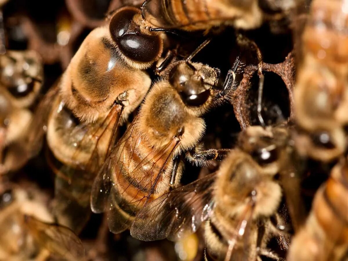 Пчелиный трутень. Трутень пчела. Пчеломатка трутень. Среднерусская пчела трутень. Жизнь пчел рабочих