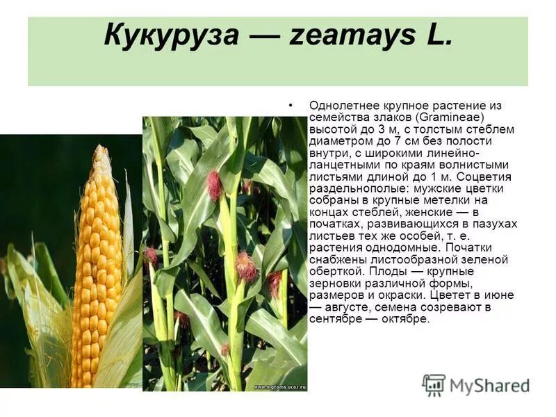 Кукуруза доклад 3 класс. Кукуруза описание растения 2 класс. Однодольные растения кукуруза. Семейство злаки кукуруза. Кукуруза обыкновенная соцветие.