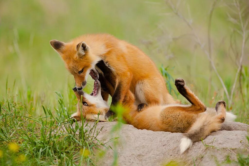 Целую лисичку. Две лисы. Две лисы. Пара лисиц. Лисы любовь.