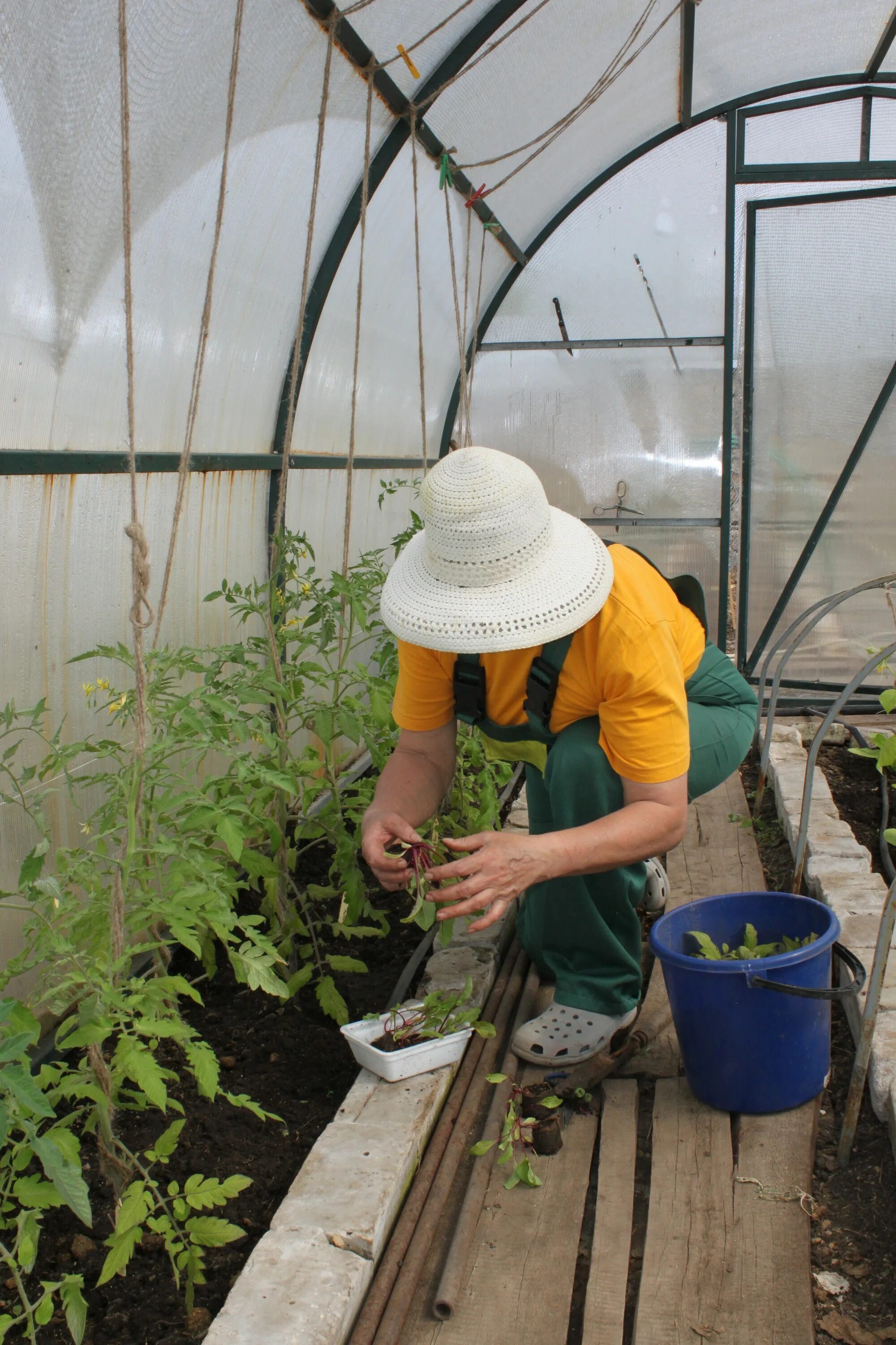 Стрижка газона. Подстриженный газон. Высота покоса газонной травы. Покос газона. Старосельцева дачные.
