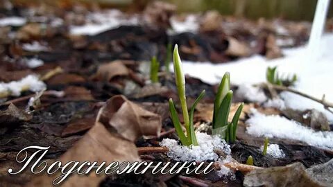 Валежник подснежник