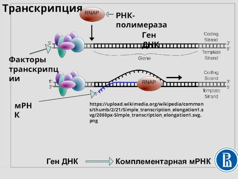 РНК полимераза 2. Транскрипция РНК. Функции РНК полимеразы. РНК полимераза функции.