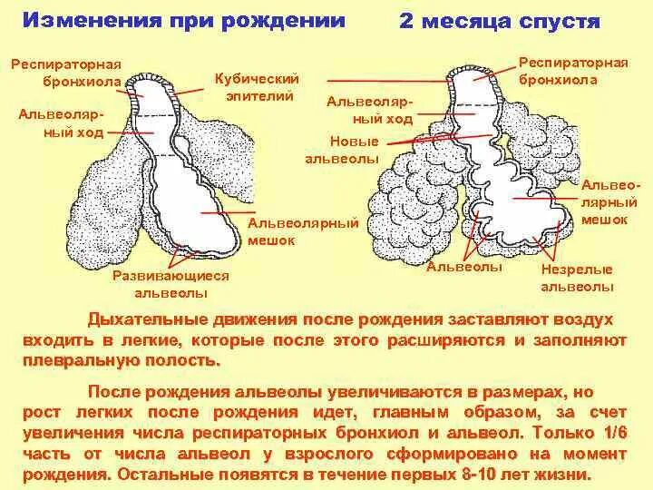 Альвеолярные легкие характерны для. Респираторный эпителий в альвеоле. Эпителий респираторных бронхиол. Респираторный взрыв фагоцитов. Альвеолярный мешок.