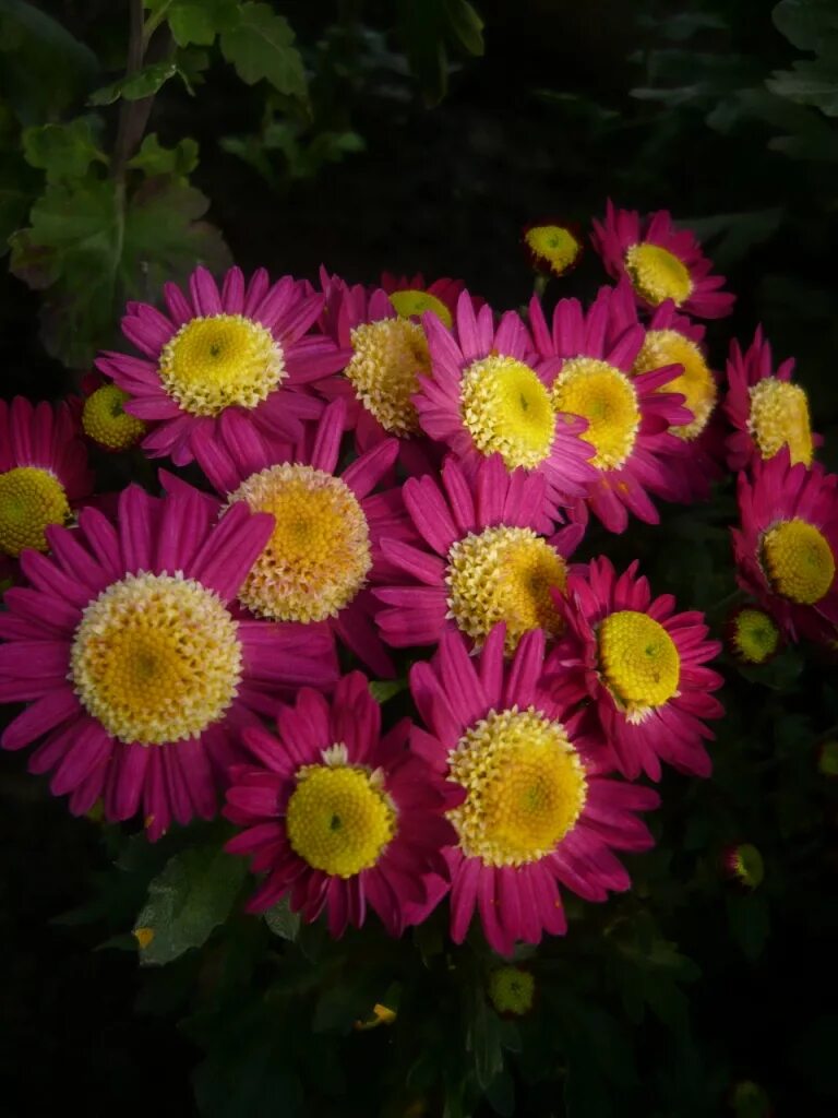 хризантема мультифлора желтая. хризантема название. хризантема балтика уайт. хризантема название. хризантема кустовая зембла.