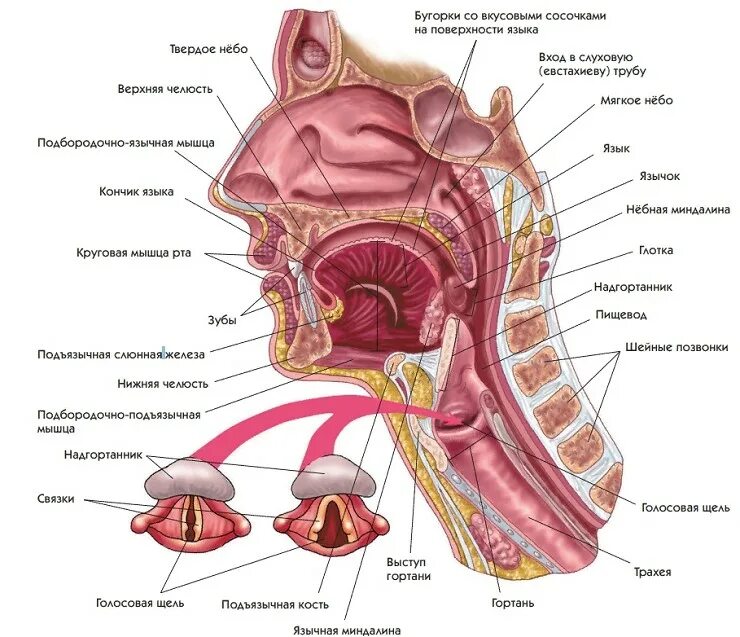 Строение голосового аппарата голосовые складки. Строение гортани речевой аппарат. Строение гортани язычок. Горло гортань глотка анатомия. Глотка игрушки