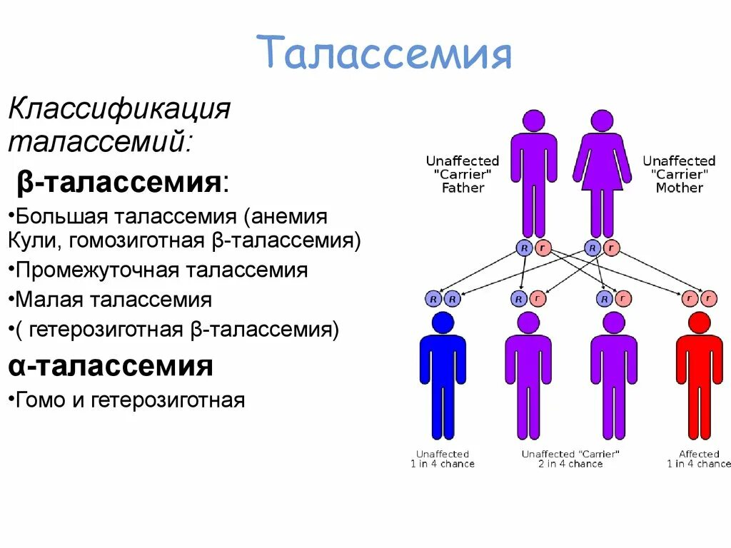 Наследование по отцу семья. Талассемия Тип наследования. Бета талассемия классификация. Талассемия анемия Тип наследования. Анемия кули талассемия.