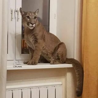 Домашнее животное в квартиру