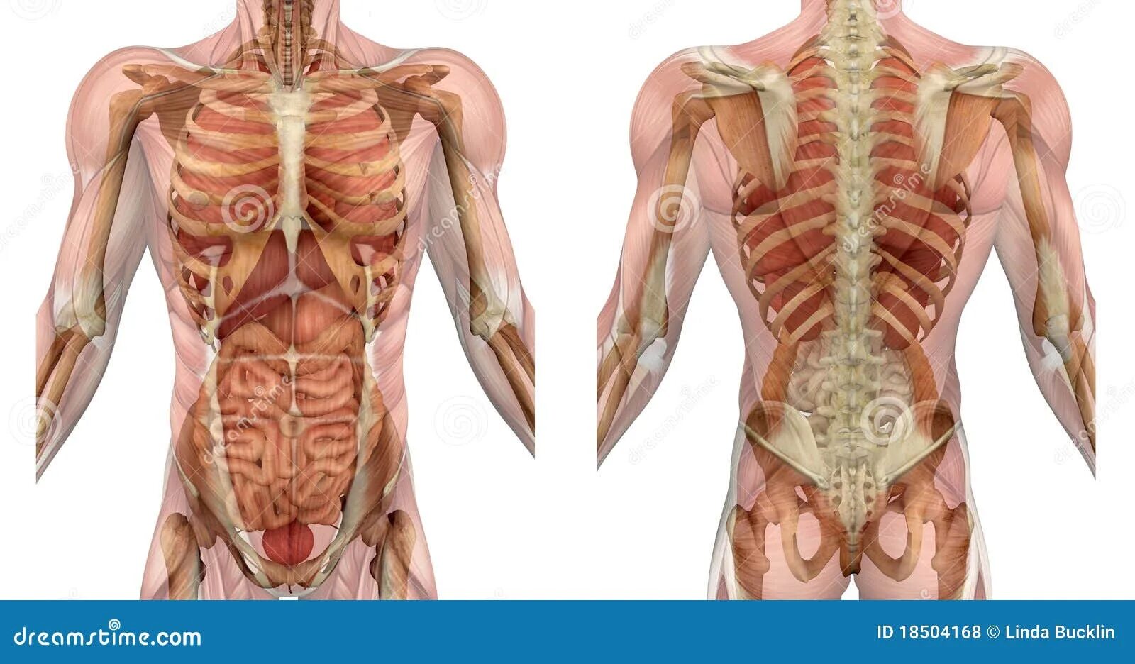 Органы в пояснице. Внутренние органы со спины. Спина человека анатомия.