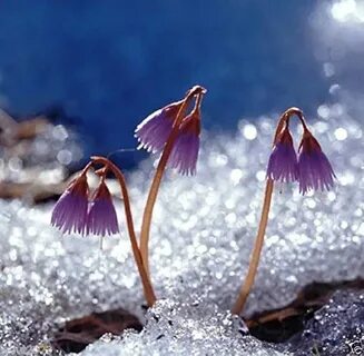 Snow bells