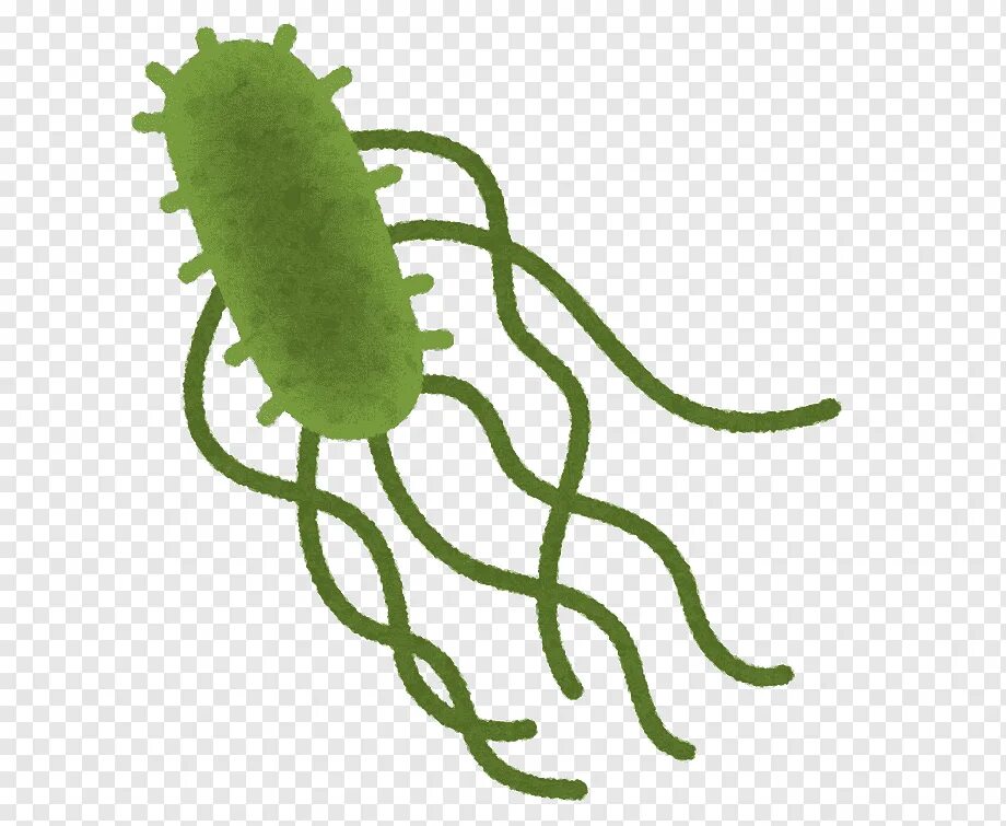 Бактерия 1 играть. Бактерия Escherichia coli. Кишечная палочка и сальмонелла. Escherichia coli рисунок. Бактерии Escherichia.