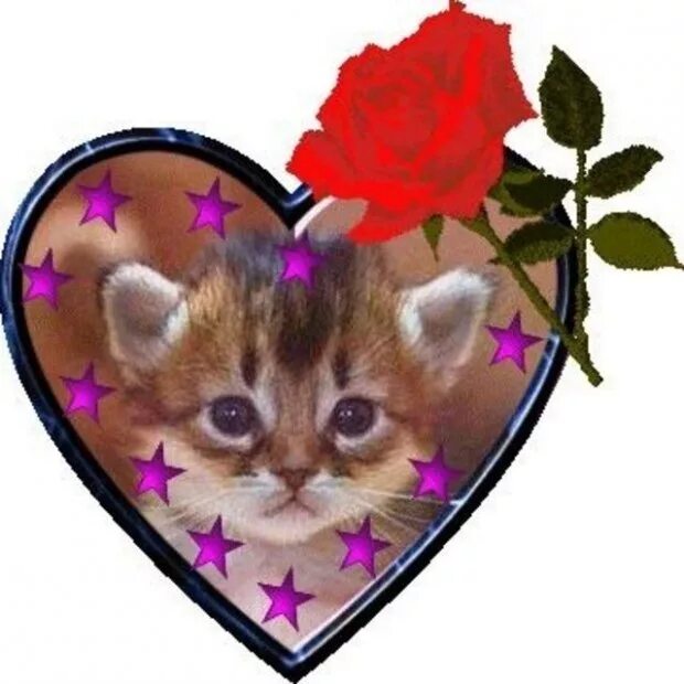 Цветы любимому котенку. Мерцающие Стикеры. Мерцающие котята. Анимационные Стикеры красивые. Открытка котик с сердечком.