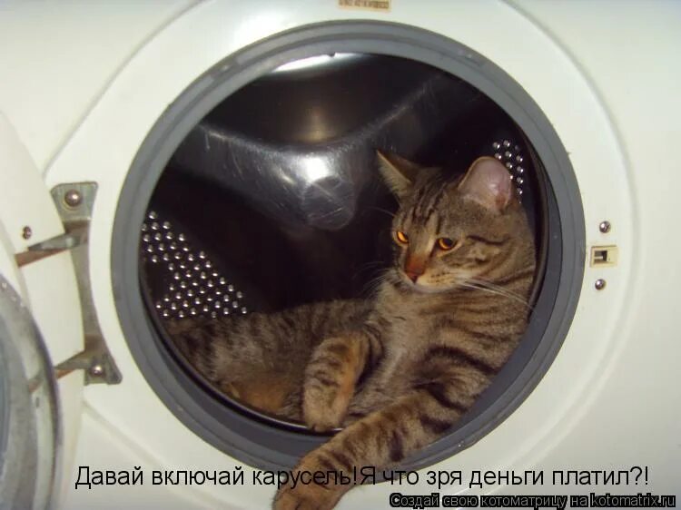 Картинка давай быстрее. Заводи это дерьмо собака мем. Меп котенок в блендере. Я не могу терпеть. Включи включишь.