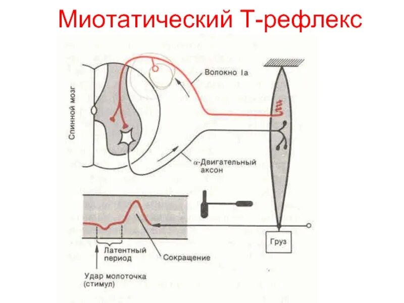 Рефлекторная дуга миотатического рефлекса. Схема дуги миотатического рефлекса. Схема сухожильного (миотатического) рефлекса.. Схема рефлекторной дуги миотатического рефлекса.