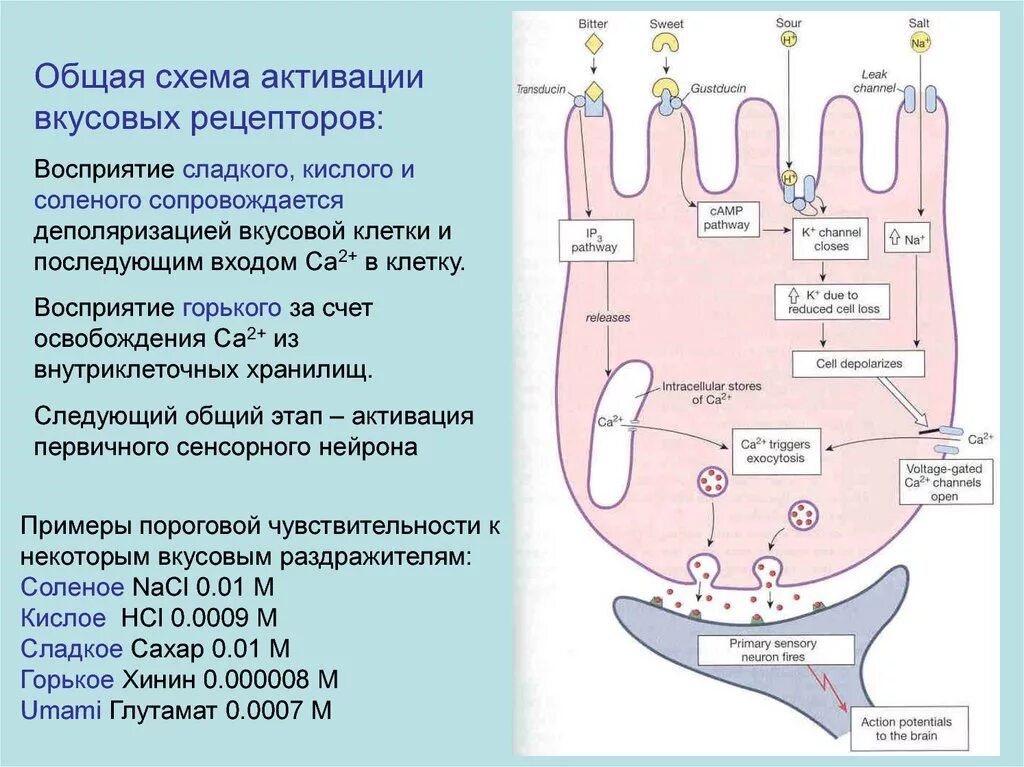 Ощущение возникают при рецепторов. Анализатор вкуса механизм вкусового восприятия. Механизм возбуждения рецепторов вкусового анализатора. Механизм вкусовой рецепции физиология. Механизм восприятия вкуса физиология.