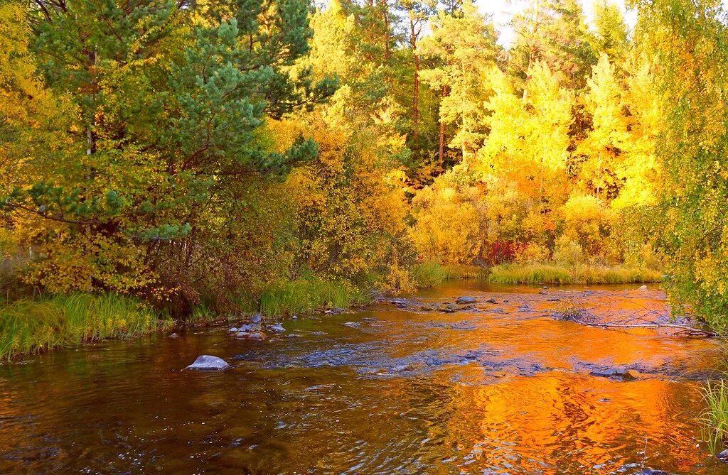 Природа сибири текст. Природа Сибири осень. Пейзажи Сибири. Природа Сибири осенью. Золотая река.