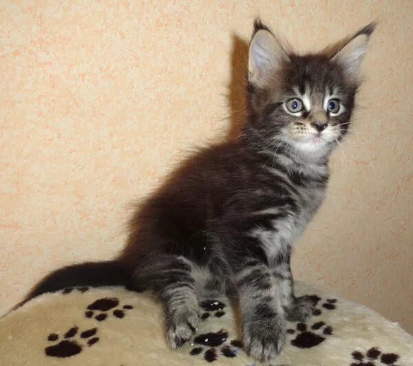 Котята мейн куна 3 недели. Мейн кун котенок. Котята мейн-кун 1. 5 месяца. 5 месяца.