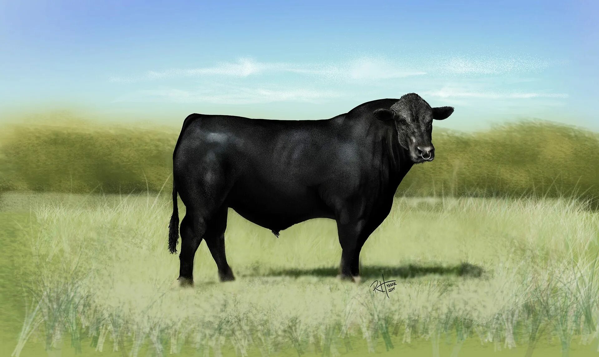 Ангуст. Абердин-ангусская бык. Бык породы черный Ангус. Абердин Блэк Ангус. Блэк Ангус порода коров.