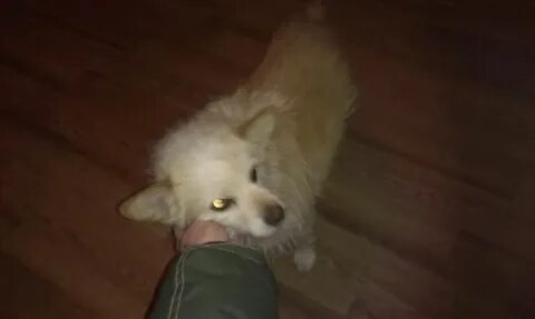 Песня песик с маленьким носиком