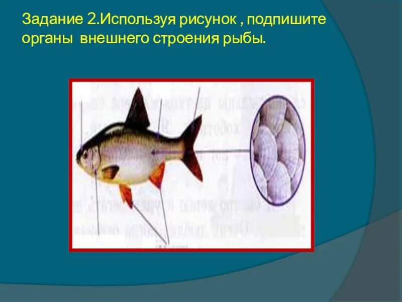 Строение рыбы. Внешнее строение рыбы. Внешнее строение рыбы 7 класс биология. Внутреннее строение рыбы. Биология про рыб 7 класс