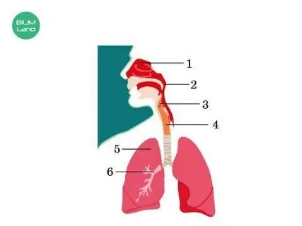 Үйде жасалған киска