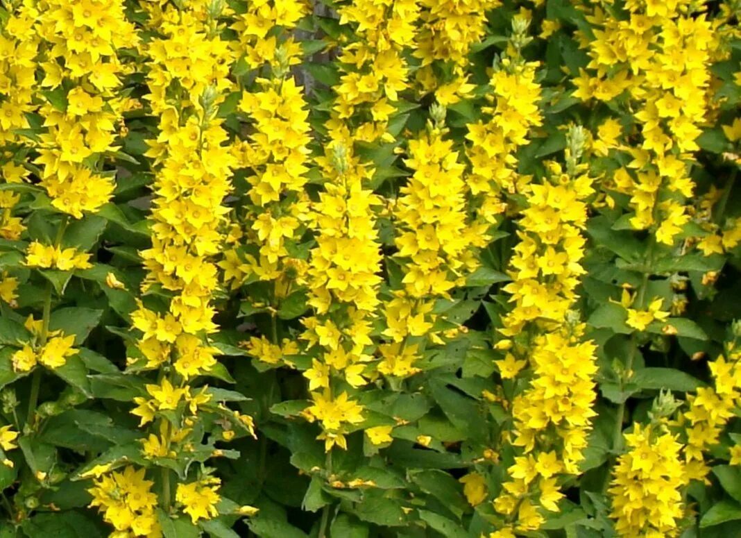 Многолетник вербейник. Вербейник лизимахия. вербейник точечный (lysimachia punctata). вербейник punctata. цветок лизимахия вербейник.