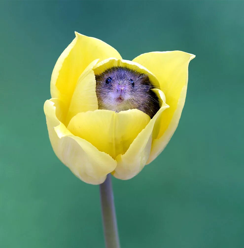Мышка в бутоне. Бутоны на мыши. Мышка в цветке. Мышонок в цветке. Кошка съела тюльпан