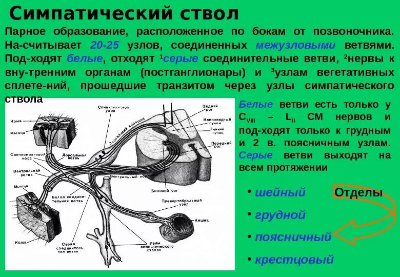 Топография симпатического ствола схема. Топография спинномозговых нервов. Схема формирования спинномозгового нерва. Топография симпатического нерва. Сколько пар спинномозговых нервов отходит от спинного