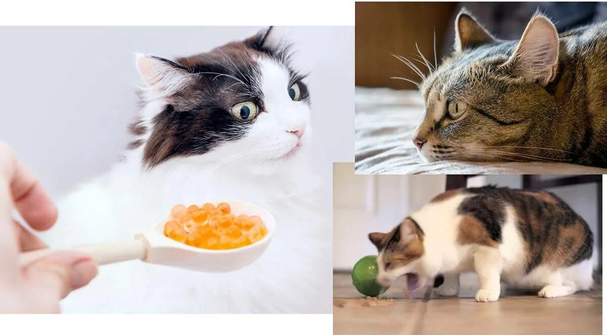 Кошка плохо ест корм. Кот отказывается есть. Кот отворачивается от еды. Кот отказывается от еды. Потеря аппетита у кошки.