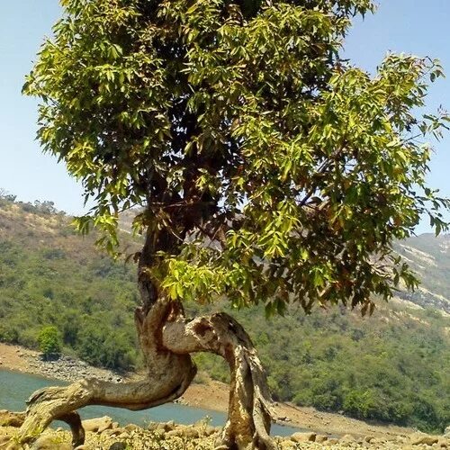Walking tree