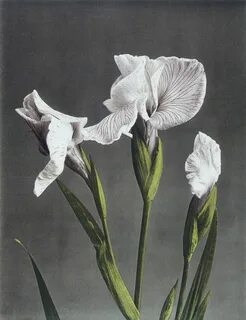 Iris Kaempferi II Хна, Японские Цветы, Искусство Слов, Рисунки, Натюрморт, Ирисы...
