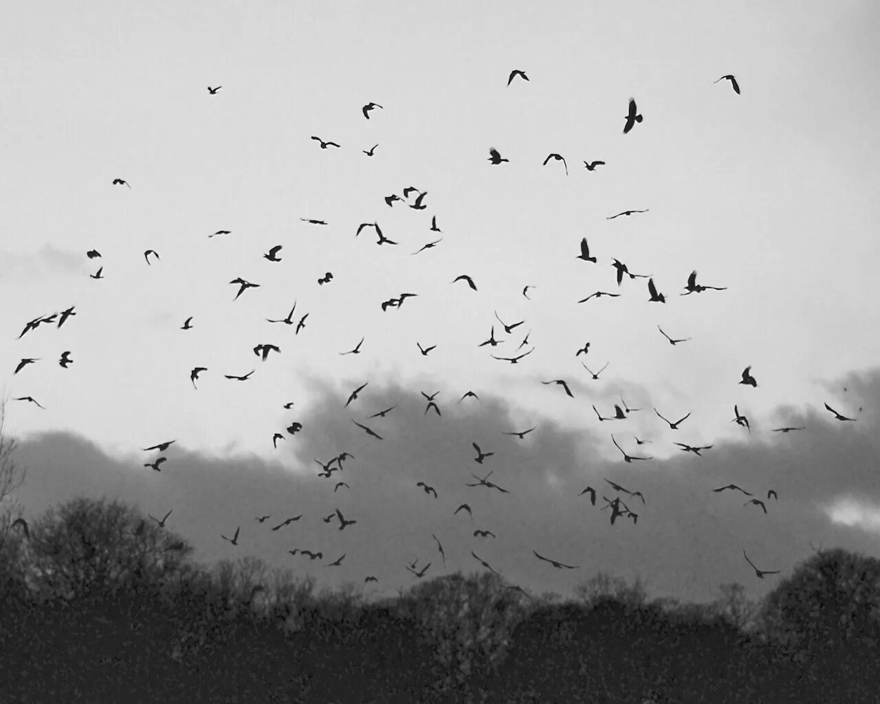 Белые птицы кружат над крышами слушать. Птицы в небе. Стая птиц. Серое небо птицы. Стая птиц в небе.