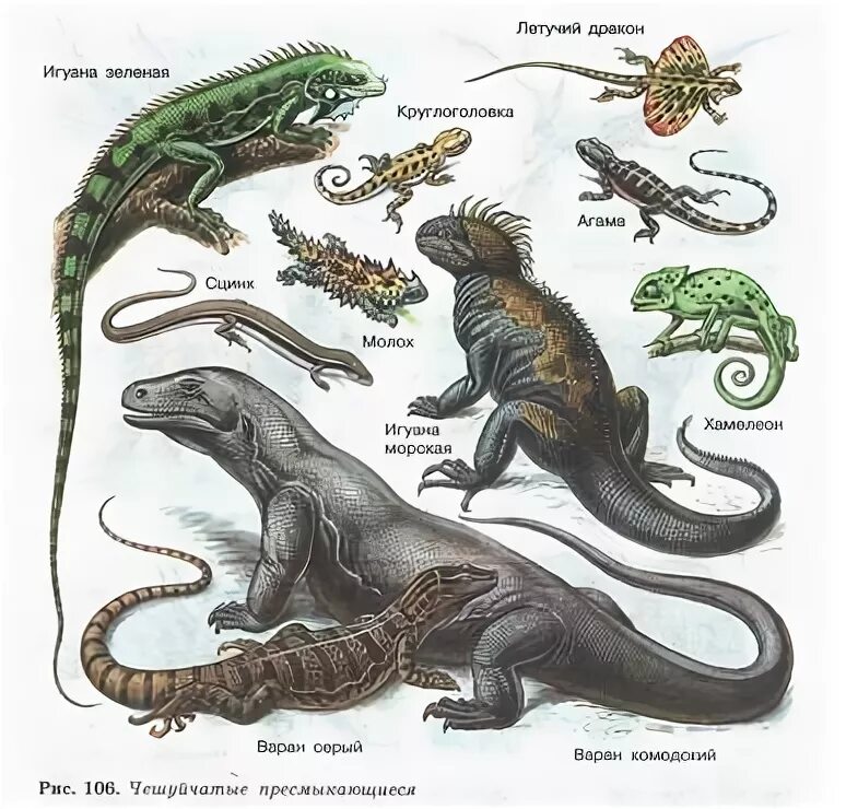 Представители чешуйчатых рептилий. Чешуйчатые рептилии древние. Чешуйчатые пресмыкающиеся представители. Многообразие ящериц. Чешуйчатые ящерицы представители.