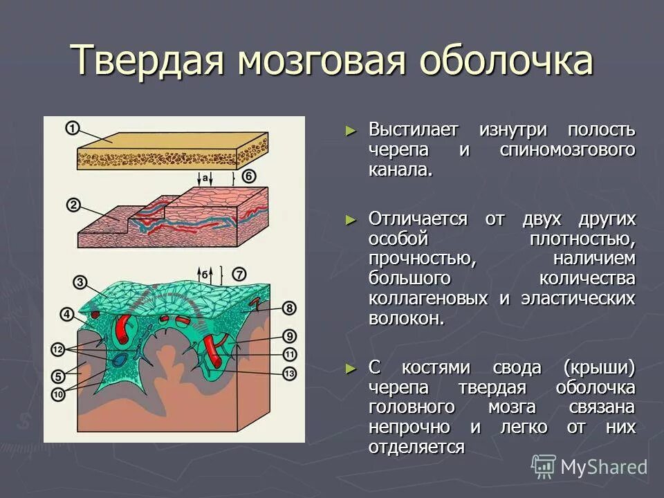 Паутинная оболочка головного