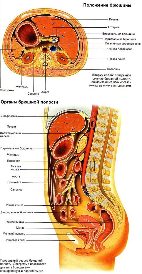 Строение брюшной полости у женщин. Ход брюшины на сагиттальном срезе. Ход брюшины на сагиттальном разрезе. Ход брюшины на сагиттальном разрезе схема. Строение брюшины и брюшной полости.