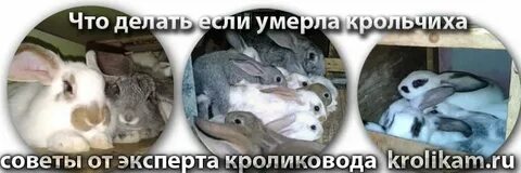 Крольчиха сдохла