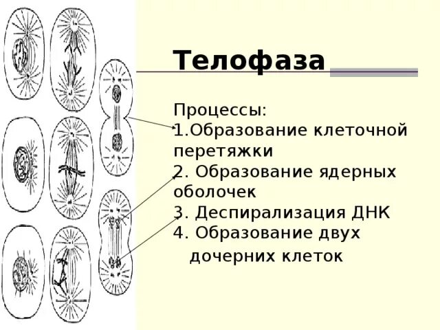 У какой клетки образуется клеточная перетяжка. Телофаза процессы. Телофаза 2н 2с. Телофаза схема. Телофаза митоза процессы.