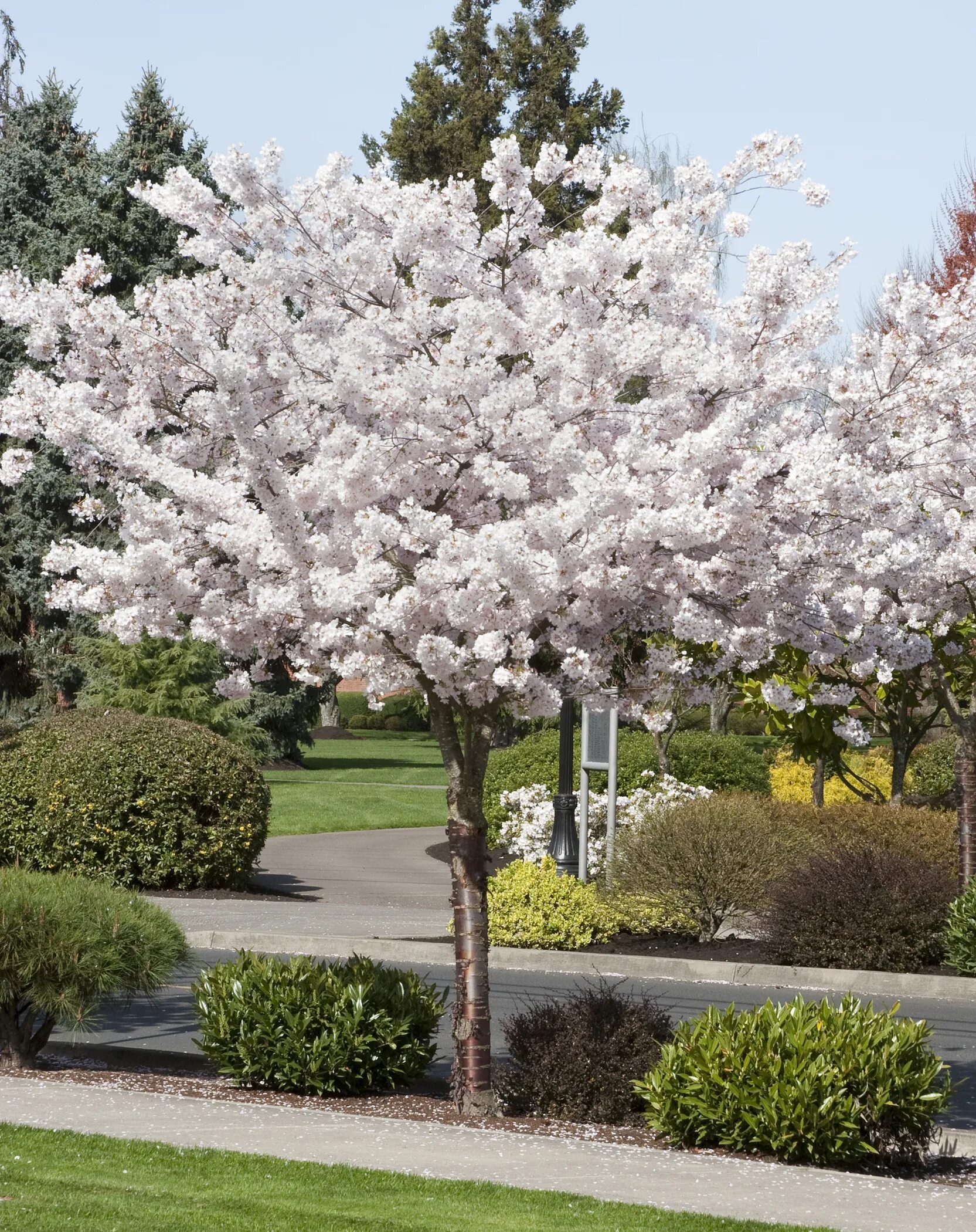 Вишня мелкопильчатая Сакура. Вишня мелкопильчатая (Сакура) (Prunus serrulata). Сакура Канзан. Прунус Серрулата.