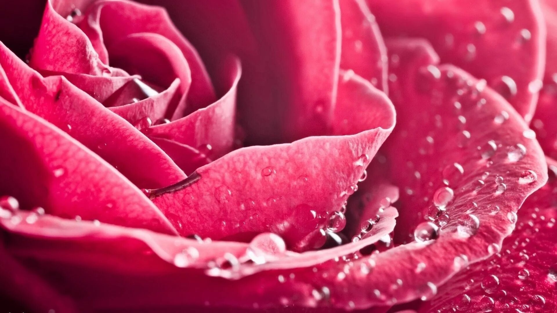 Download wallpaper flower, water, reflection, stones, bamboo, Orchid, black, orc