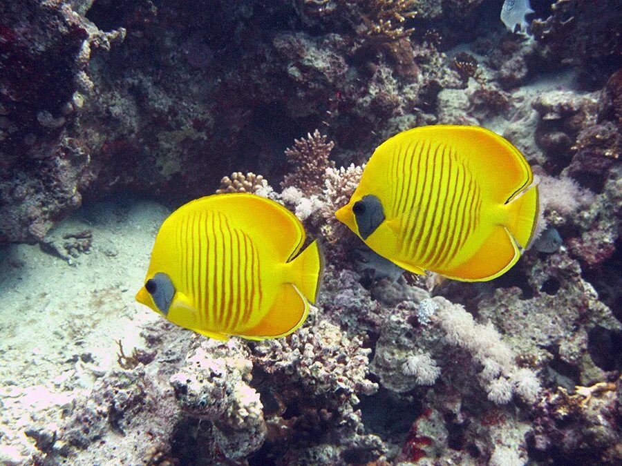Рыбы красного моря видео. Chaetodon ephippium. Корис желтохвостый. Разноцветная рыба в египте. Носатая мурена.