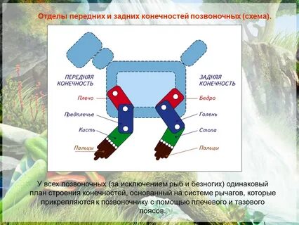 Отделы передних конечностей