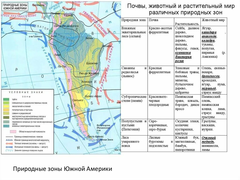 Природные области южной америки. Природные зоны Южной Америки таблица 7 климатический пояс. Таблица по географии 7 класс природные зоны Южной Америки. Природные зоны Южной Америки таблица 7 класс география. Природные зоны Южной Америки растения животные 7 класс география.