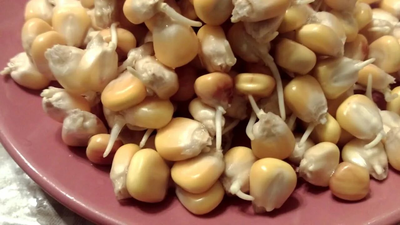 Нужно ли замачивать семена кукурузы. Прорастание семян кукурузы семена кукурузы. Пророщенные семена кукурузы. Пророщенное зерно кукурузы. Семена кукурузы для проращивания.
